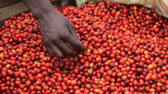 Coffee Burundi