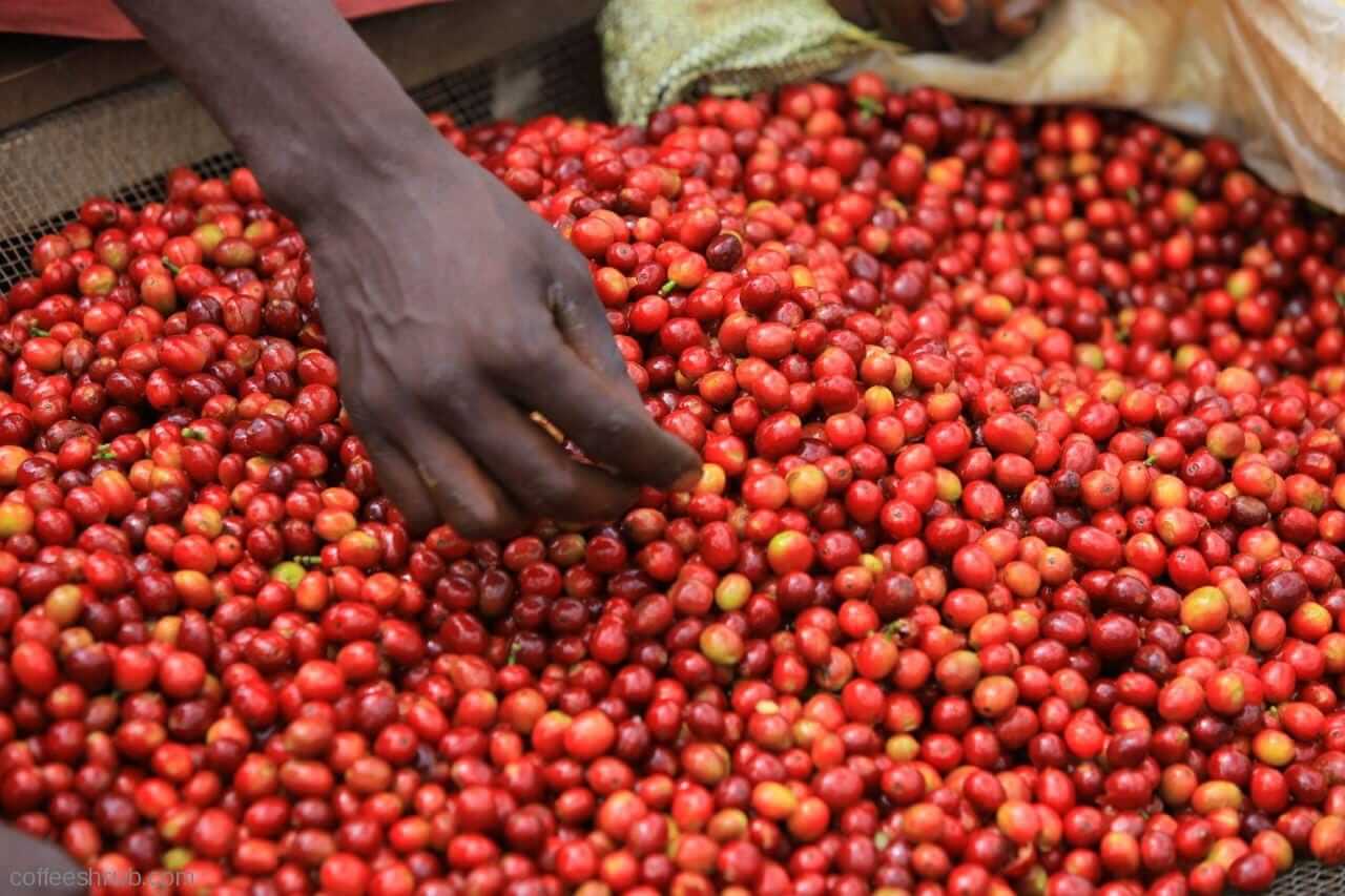 Coffee Burundi